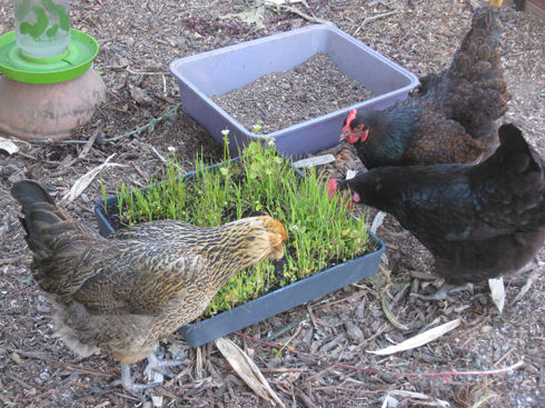 Read more about the article Ask Gardenerd: Growing Chicken Feed