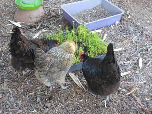 Read more about the article YouTube: Growing Chicken Forage Mix