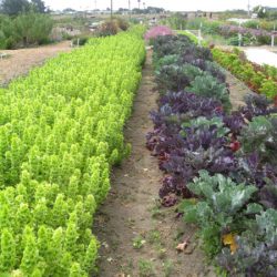 Field Trip: Natural Bridges Farm