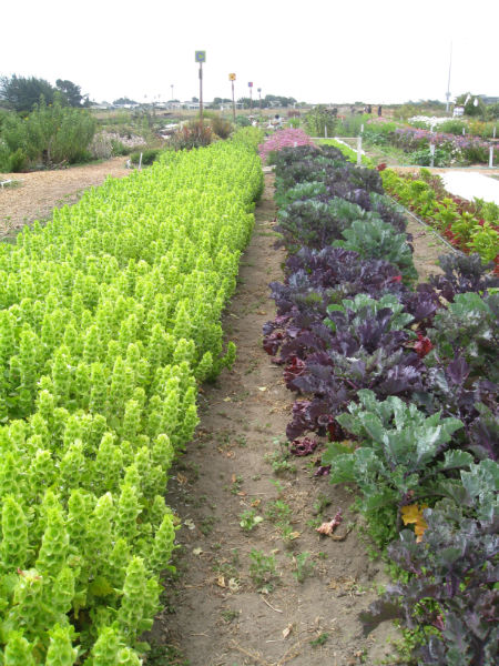 Read more about the article Field Trip: Natural Bridges Farm