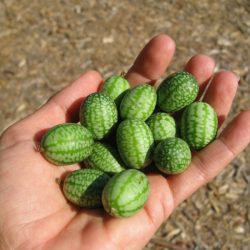 Growing Mexican Sour Gherkin Cucumbers