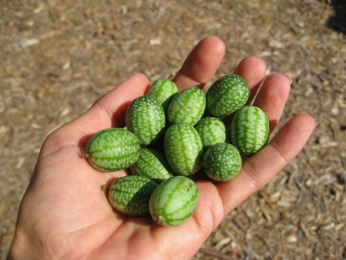 Read more about the article Growing Mexican Sour Gherkin Cucumbers