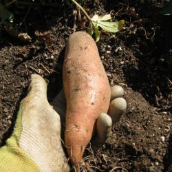 Growing Sweet Potatoes