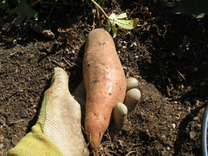 Read more about the article Growing Sweet Potatoes
