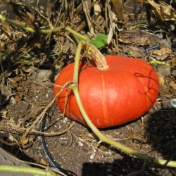 Making Pumpkin Puree