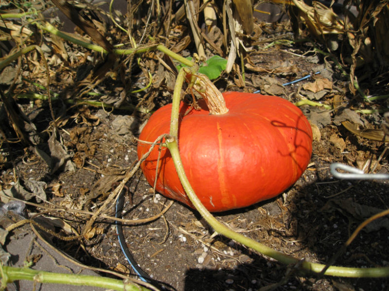 Read more about the article Making Pumpkin Puree