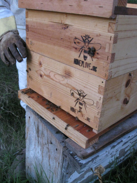 You are currently viewing Bee Hive Rescue – Fascinating Stuff!