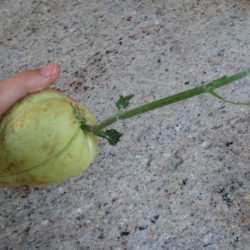The Chayote Squash Dilemma