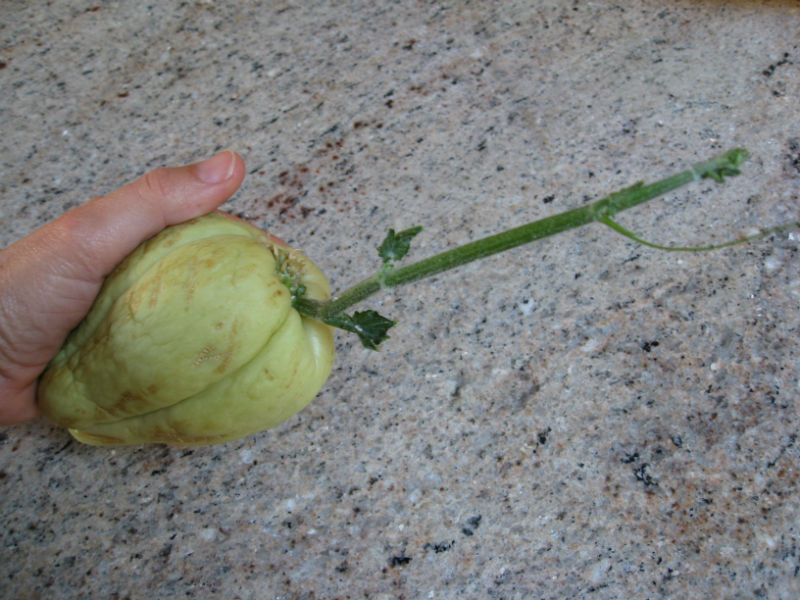 Read more about the article The Chayote Squash Dilemma