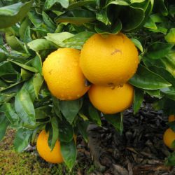 Ask Gardenerd: Yellow Leaves on Citrus Trees