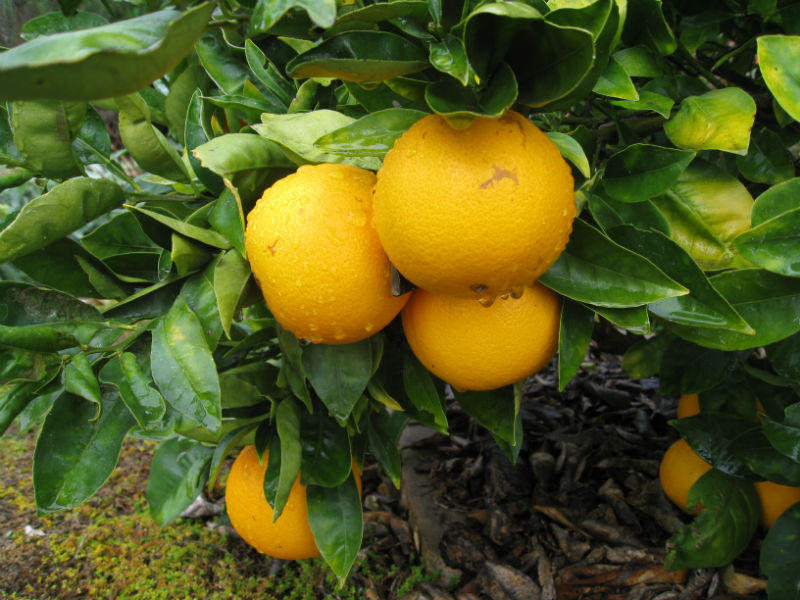 navel orange