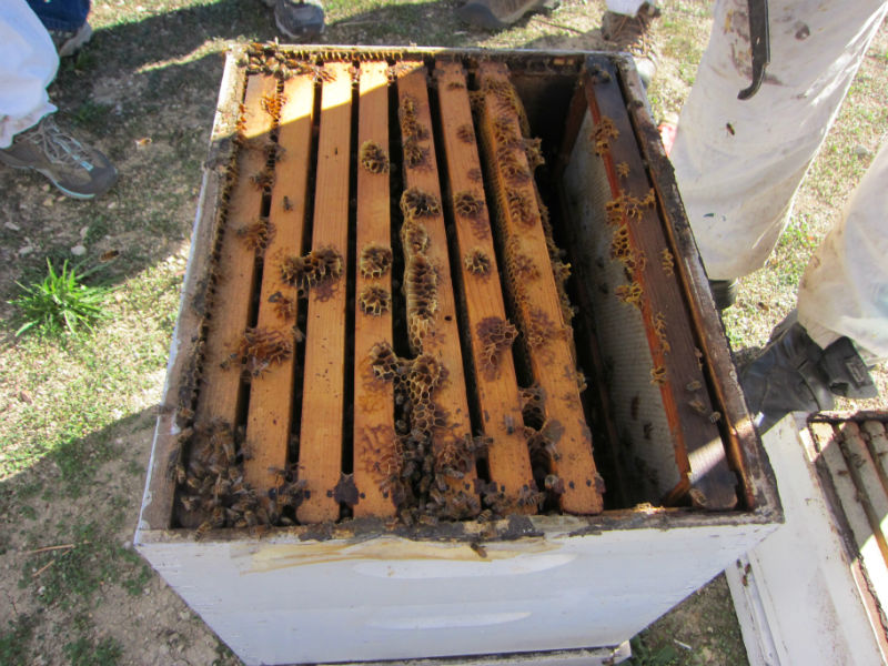 An open hive - missing a frame