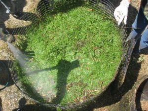 Water is a key ingredient in a compost pile. No water, no compost.