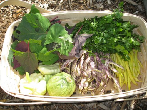 Beans, squash, orach spinach, and herbs. Start these and more now.