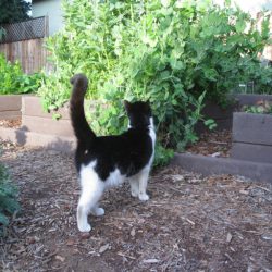 Cats in the Garden: Our New Addition