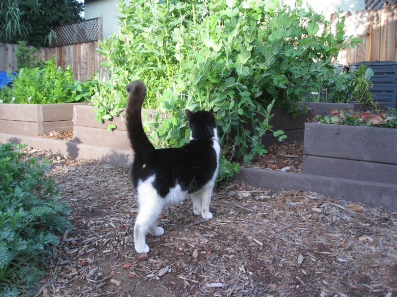 Read more about the article Cats in the Garden: Our New Addition