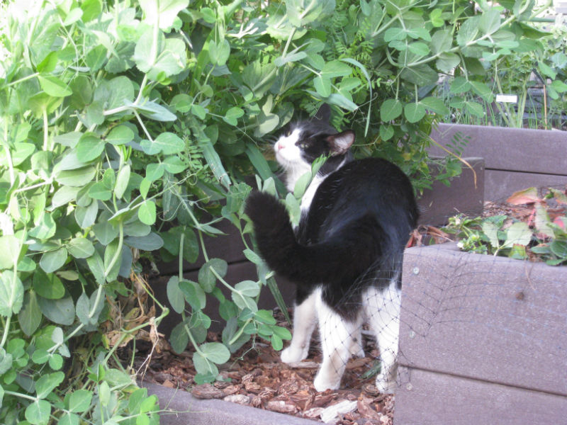 Mittens bushes up against her favorite crop
