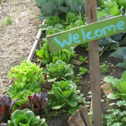 Emerson Avenue Community Garden