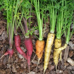 Grow Rainbow Carrots