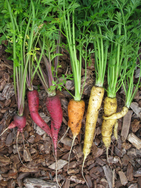 You are currently viewing Sweet Carrots – how to get ’em