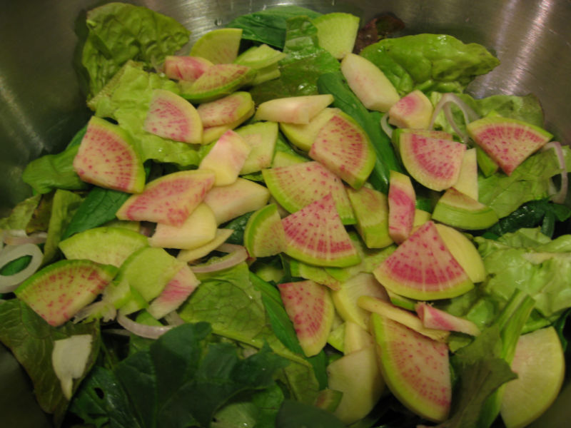 Colorful watermelon radishes enliven this salad