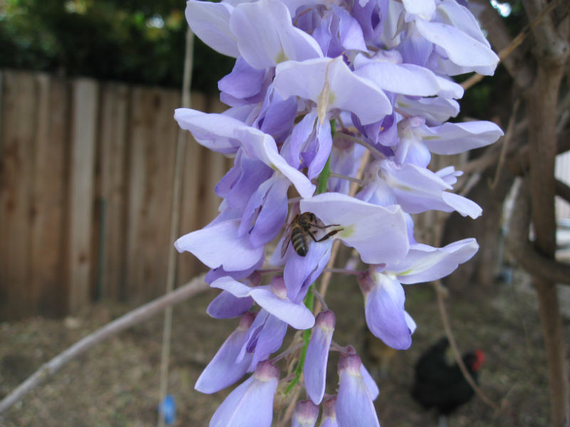 Read more about the article Wisteria (Wistaria) on My Mind