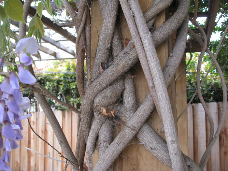 Wisteria makes toothpicks out of 6x6 lumber.