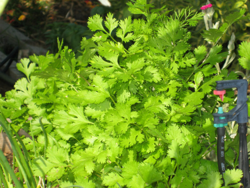 Read more about the article Preserving Cilantro (and other herbs)