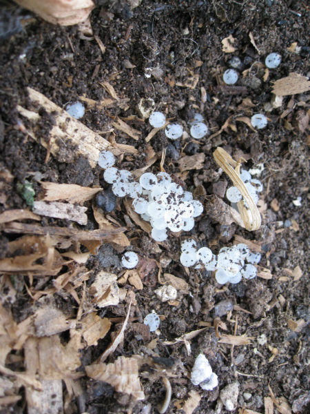 What are the little white fuzzy balls in my plant's soil? Eggs