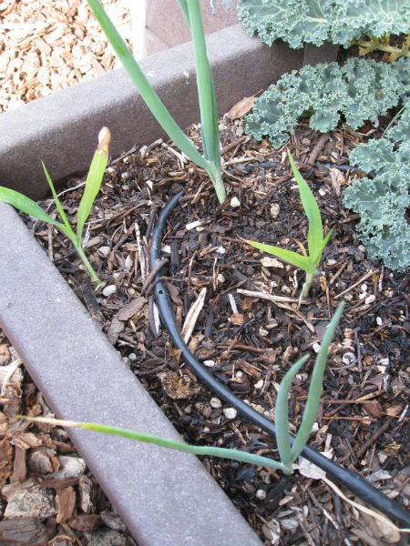 Millet and Green Onions start together in harmony