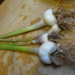 Garlic harvested early is green garlic. It can be chopped up like shallots