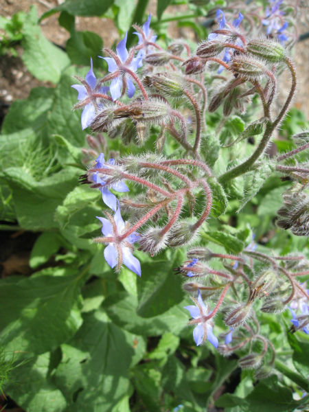 Borage attracts bees and other beneficials to the garden.