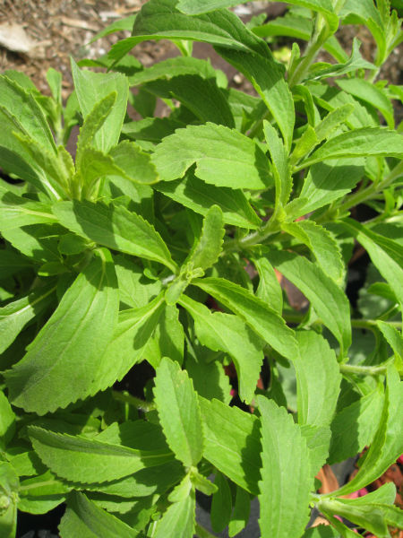 Stevia grows nearby to lend its sweetness and bright green leaves to spring.