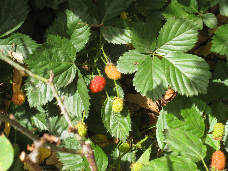 Blackberries are ripening-- the wait is killing us!