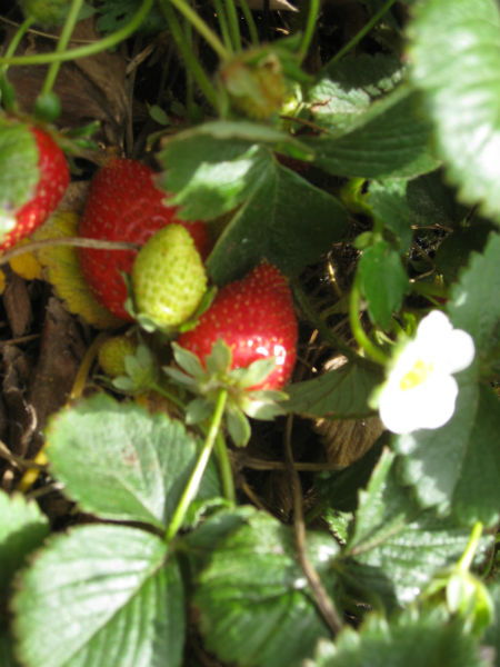 Seascape everbearing strawberries flower and fruit several times during the season.