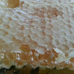 Oh Sweet Goodness: First Honey Harvest