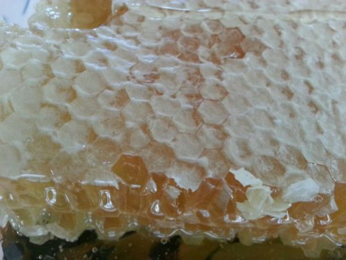 Read more about the article Oh Sweet Goodness: First Honey Harvest