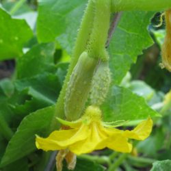 Growing Poona Kheera Cucumbers