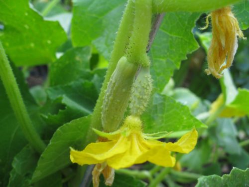 Read more about the article Growing Poona Kheera Cucumbers