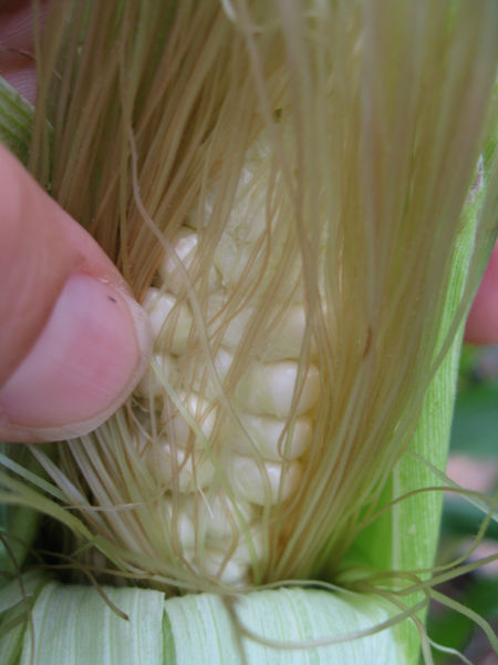 Corn ripens and fills out about 18-21 days after silks appear