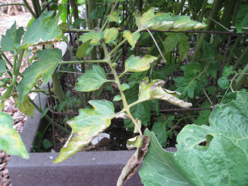 Tomato blight - summer harvests