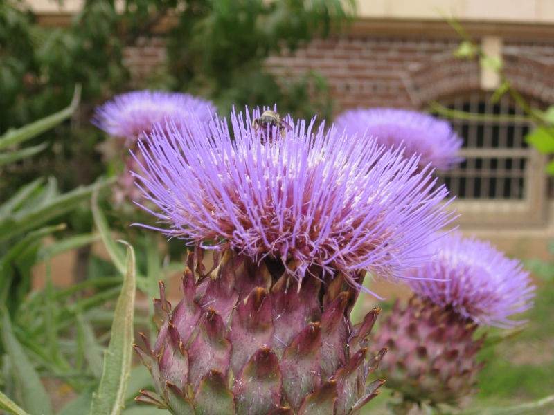 Read more about the article Field Trip: Edible Garden at Natural History Museum