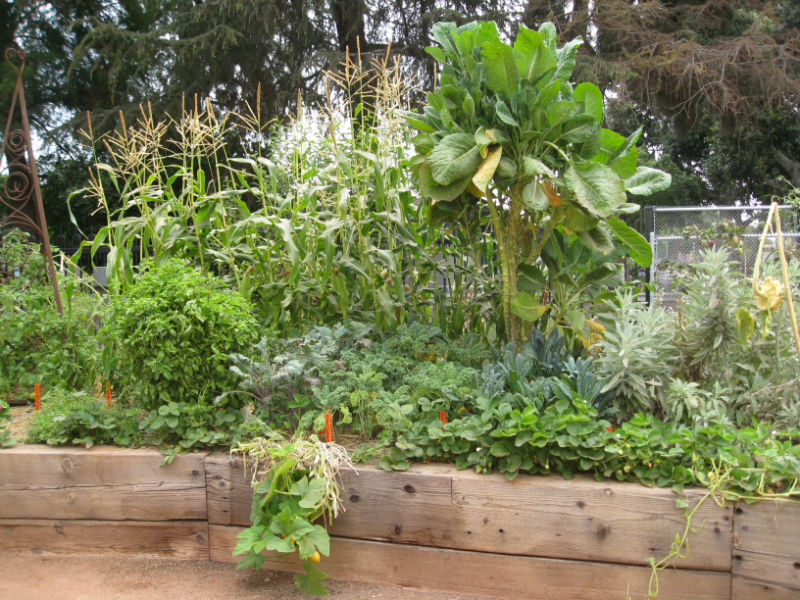 Tightly packed crops make for a visually stimulating space for kids and adults