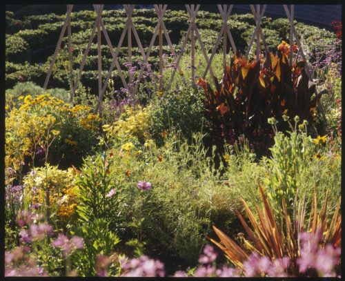 Read more about the article Gardens of the Getty