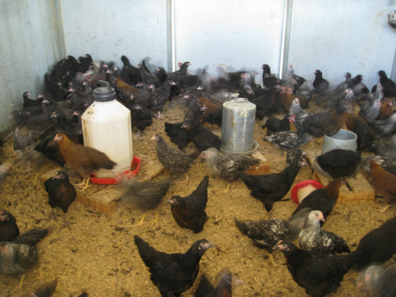 Read more about the article New Hens in the House