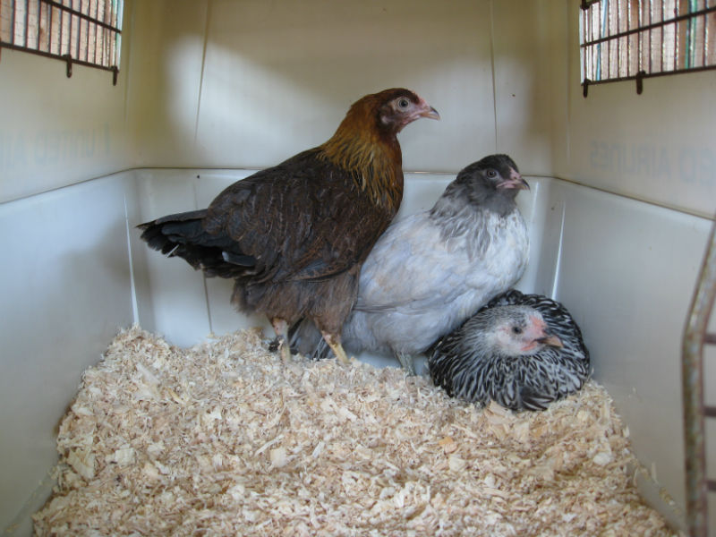 Meet the new gals (from left): Wilma the Welsummer, Annabel the Americauna, and Sylvia the Silver-laced Wyandotte