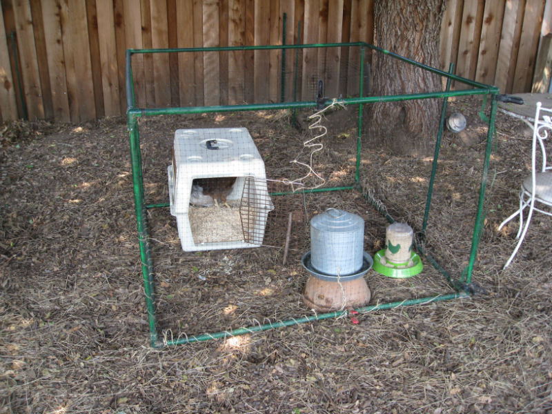 Our new hen setup with food, water and protection from the other chickens