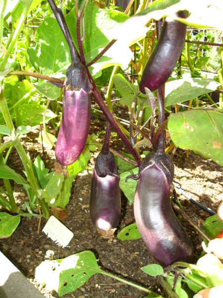 Japanese eggplant...what shall we make?