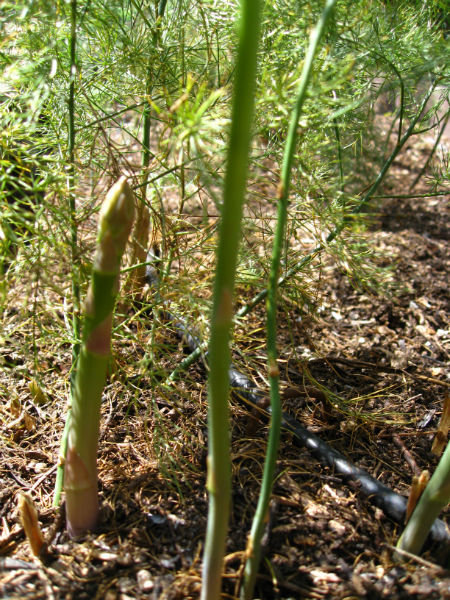 New asparagus spears poke out of the soil as older spears leaf out into fronds.