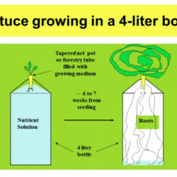 Aeroponics for the Home: Growing Without the Mess of Soil